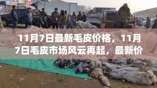 11月7日毛皮市场最新动态,价格风云与产业深度观察