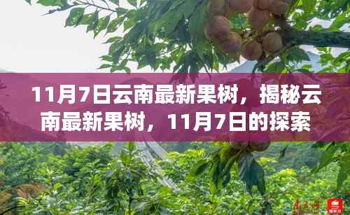 揭秘云南最新果树,11月7日探索之旅