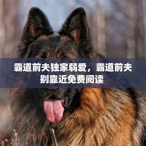 霸道前夫独家弱爱,霸道前夫别靠近免费阅读